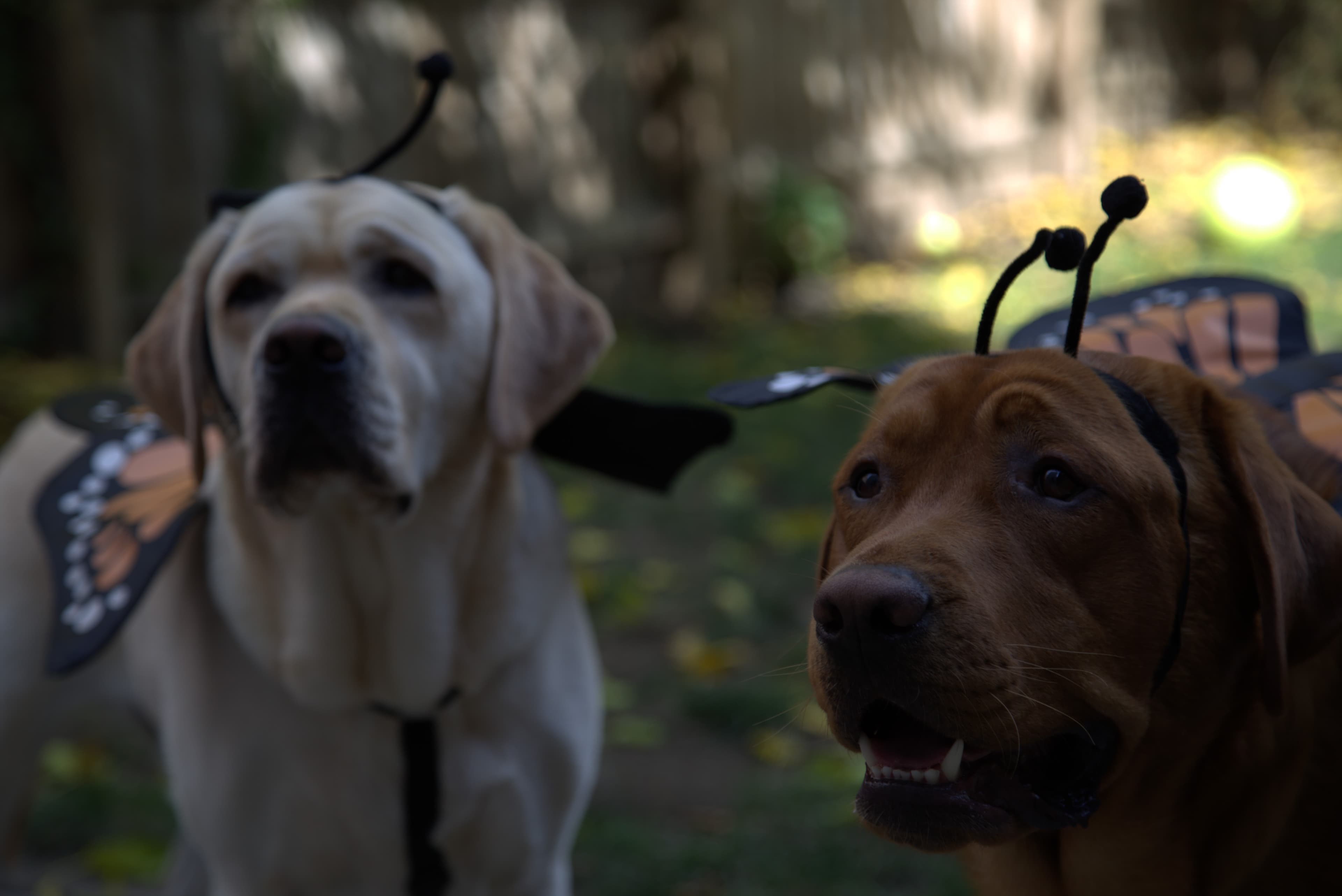 Cover Image for Third Lab